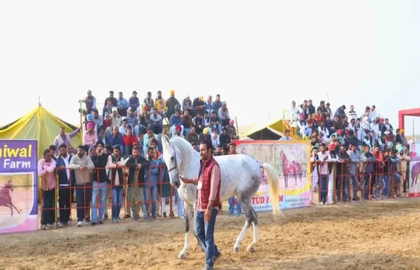 Farmers In Rajasthan Unlock Horse Power, Are Now Earning In Lakhs!