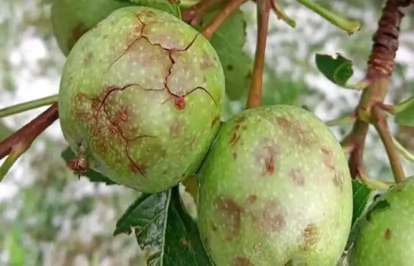 Extreme weather wreaks havoc on Himachal’s apple orchards