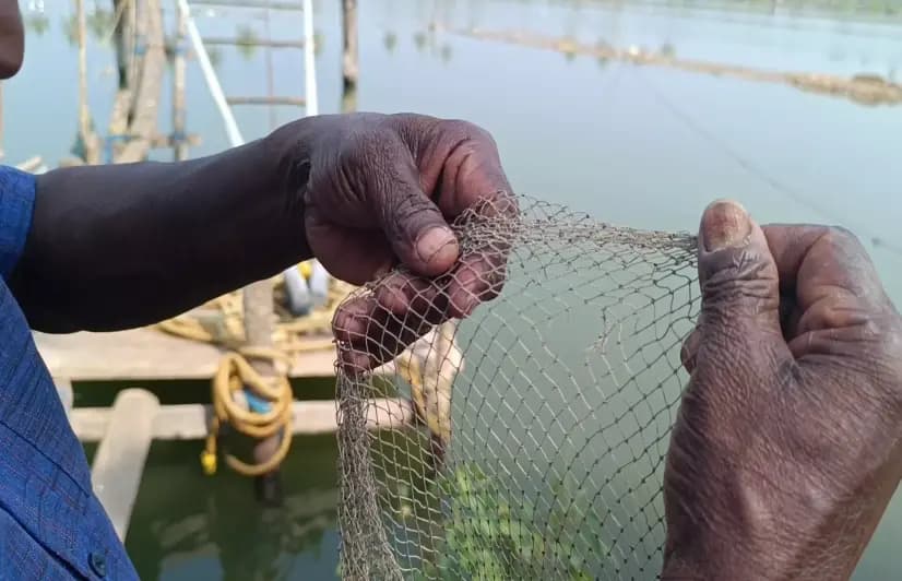 কেরালার শ্রমজীবী মানুষের চোখে সাত তাড়াতাড়ি ছানি পড়ছে